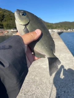 メジナの釣果