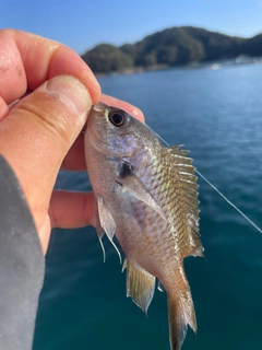 スズメダイの釣果