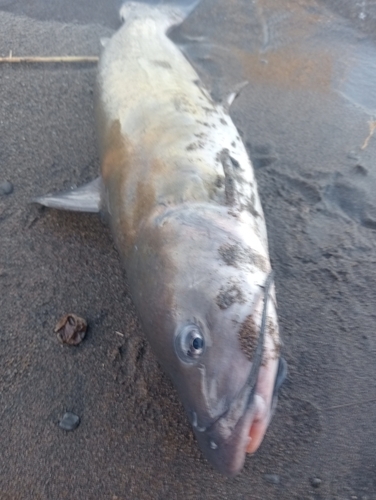 アメリカナマズの釣果