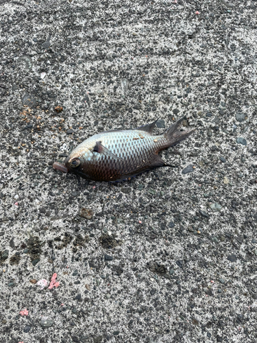 ウミタナゴの釣果