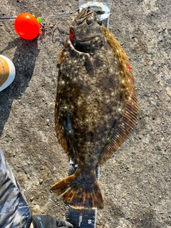 ヒラメの釣果