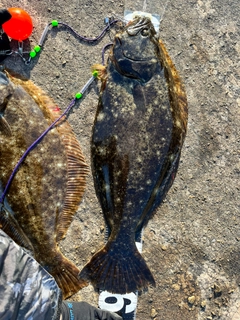 ヒラメの釣果