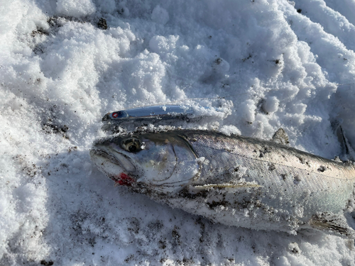 アメマスの釣果