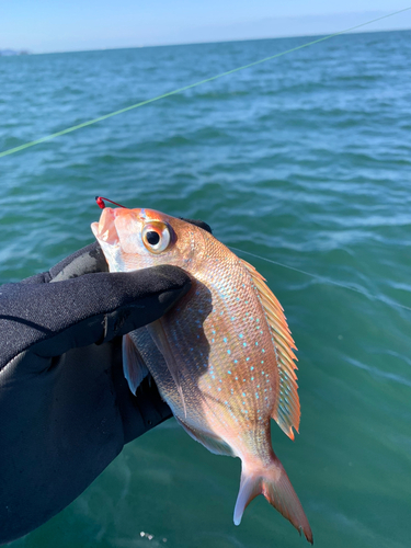 マダイの釣果