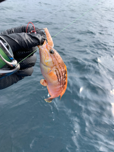 アカササノハベラの釣果