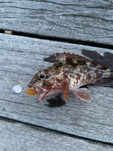 カサゴの釣果