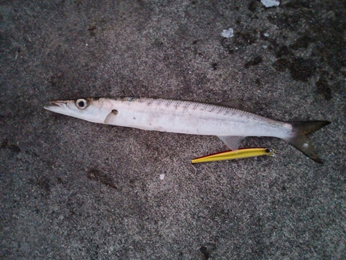 オニカマスの釣果