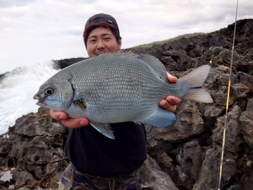 イスズミの釣果