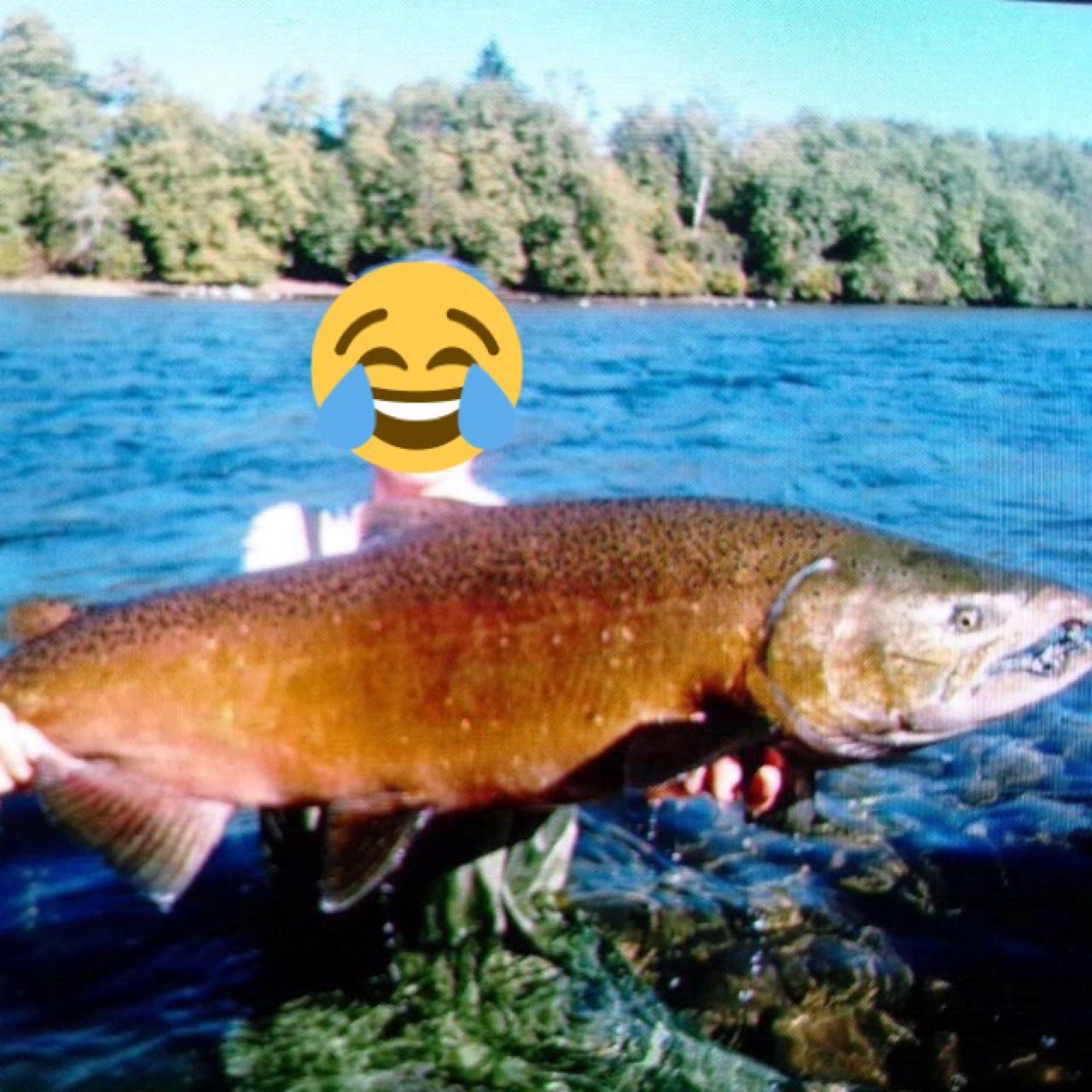 キングサーモン