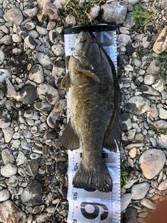 スモールマウスバスの釣果