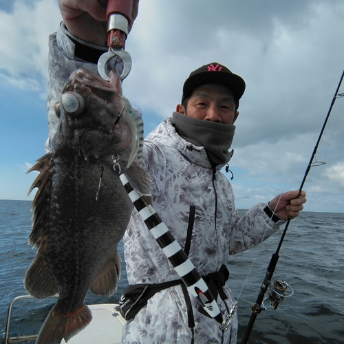 マゾイの釣果