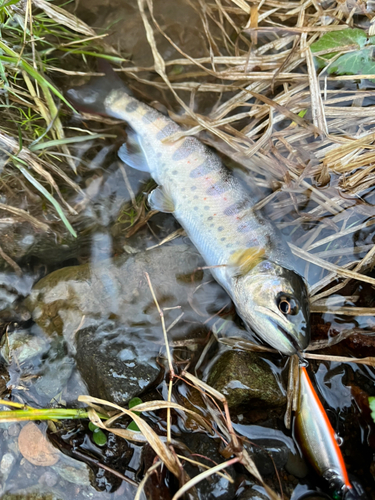 アマゴの釣果