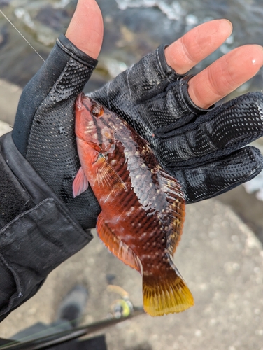 アカササノハベラの釣果