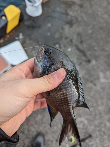 スズメダイの釣果