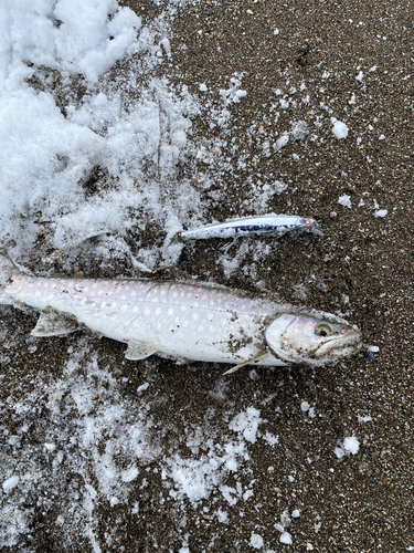 アメマスの釣果