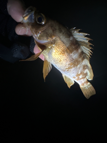 メバルの釣果