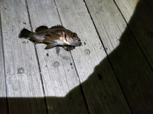 メバルの釣果