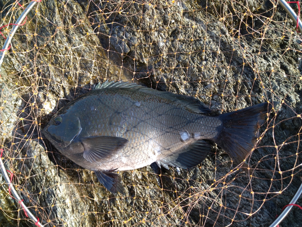 クチブトグレ