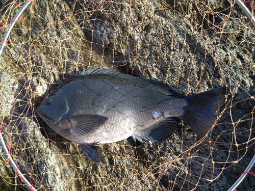 クチブトグレの釣果