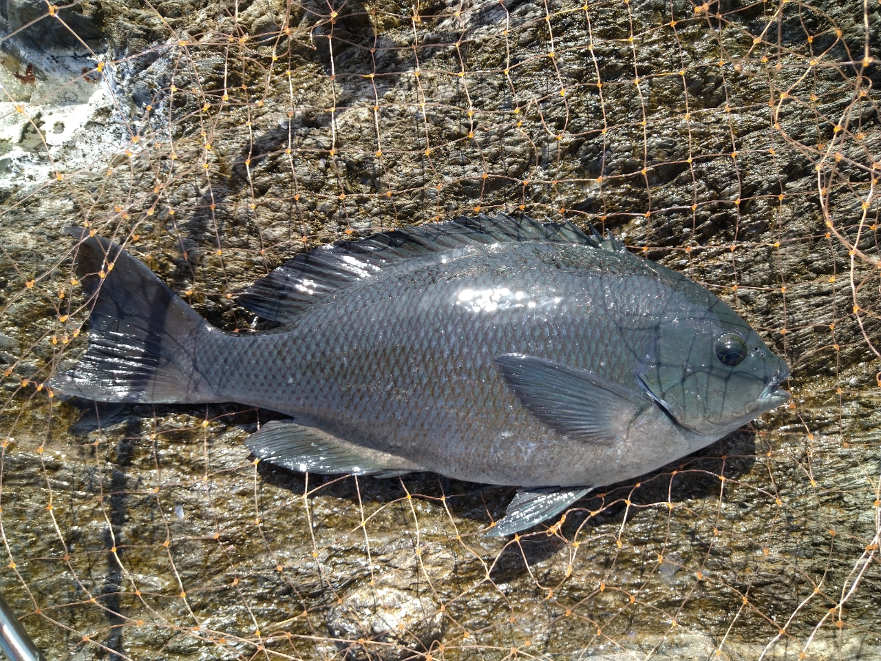 クチブトグレ