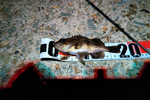 クロメバルの釣果