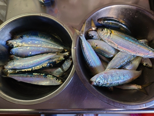 ママカリの釣果