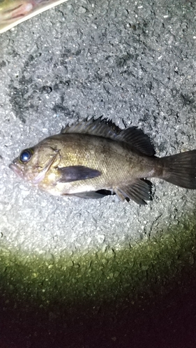 メバルの釣果