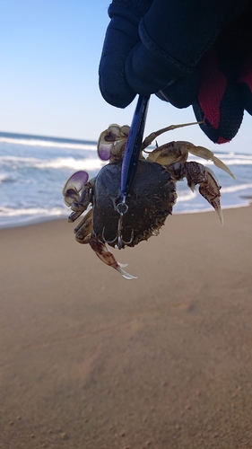 ワタリガニの釣果