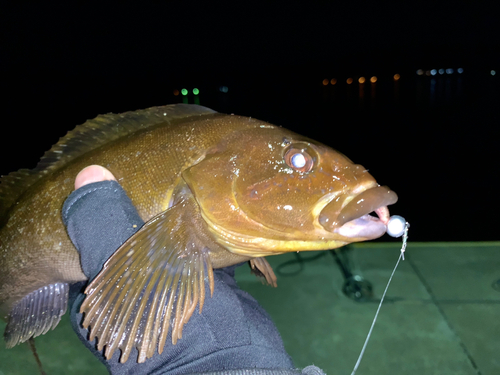 アイナメの釣果