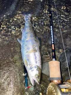 アマゴの釣果