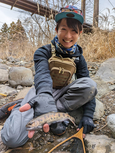 アマゴの釣果