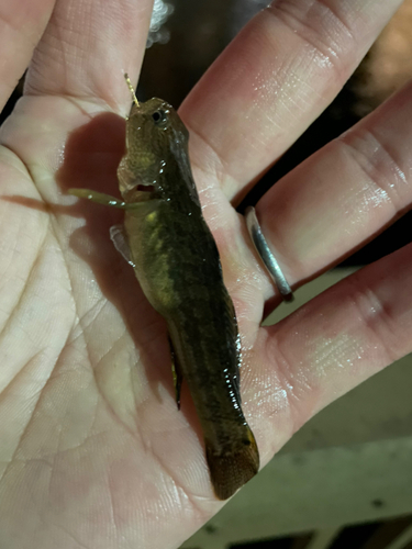 ハゼの釣果