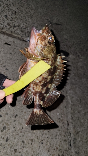 カサゴの釣果