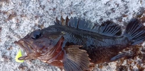 クロソイの釣果