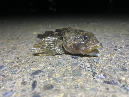 ニジカジカの釣果