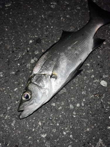 セイゴ（ヒラスズキ）の釣果