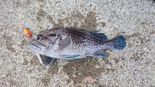 キツネメバルの釣果