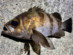 メバルの釣果