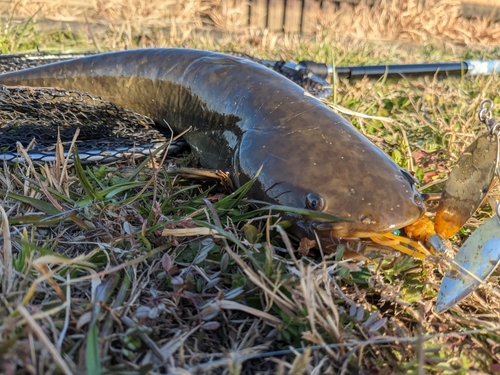 ナマズの釣果