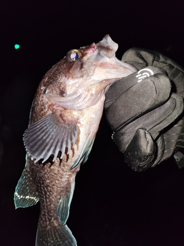 マゾイの釣果