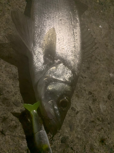 セイゴ（ヒラスズキ）の釣果