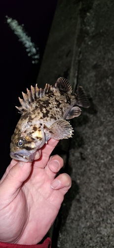 クロソイの釣果