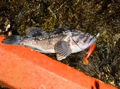 クロソイの釣果