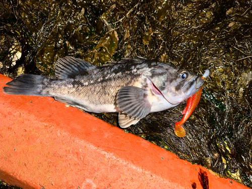 クロソイの釣果