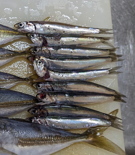 カタクチイワシの釣果