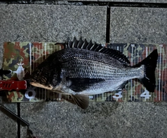 クロダイの釣果