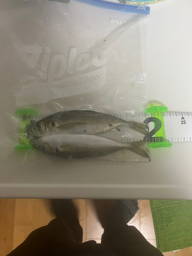 アジの釣果