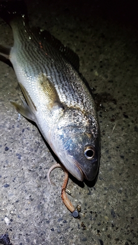 イシモチの釣果