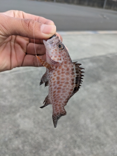 オオモンハタの釣果