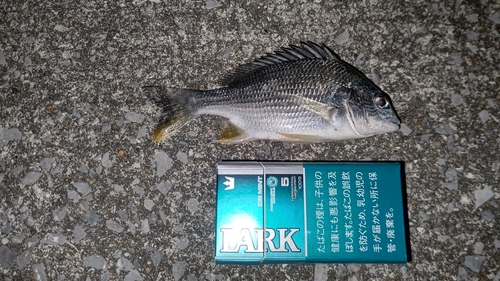 キビレの釣果